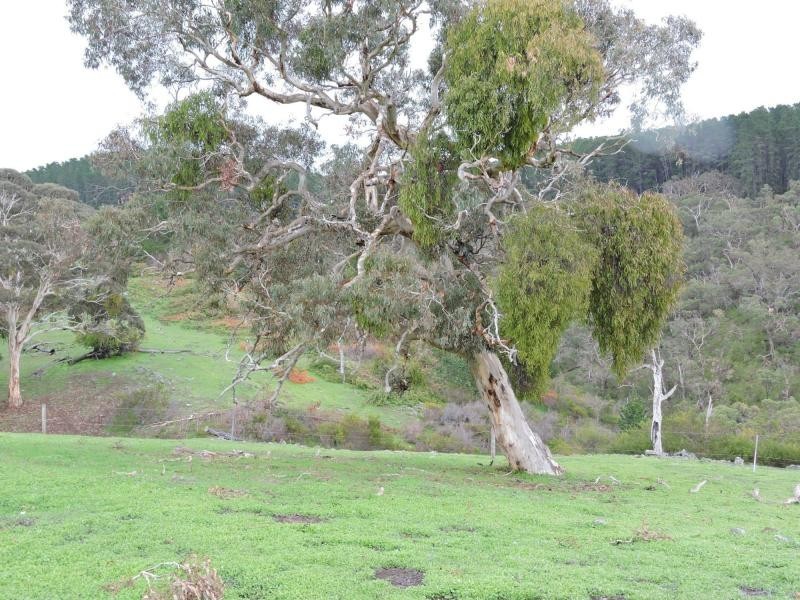 L8 Hay Flat Road, Hay Flat SA 5204