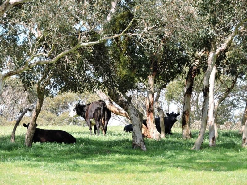 532 Goolwa Road, Mosquito Hill, Mount Compass SA 5210