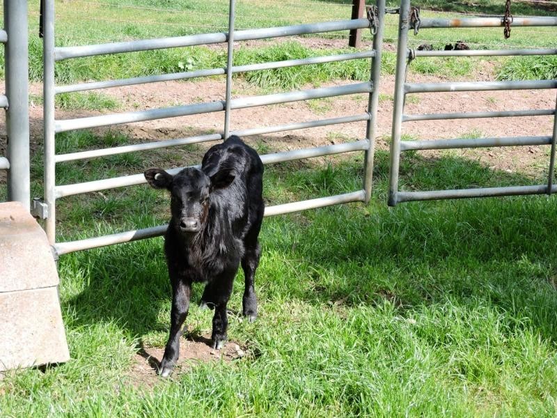 532 Goolwa Road, Mosquito Hill, Mount Compass SA 5210