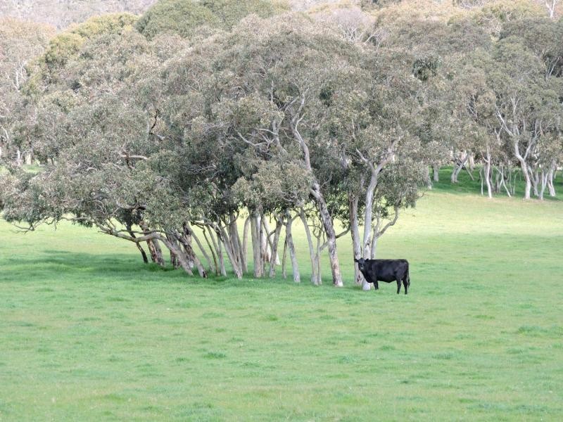 532 Goolwa Road, Mosquito Hill, Mount Compass SA 5210