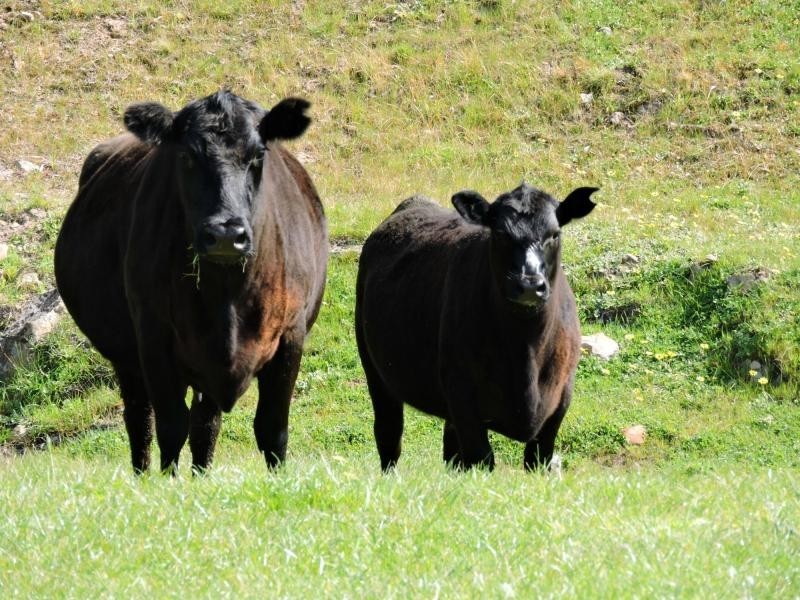 532 Goolwa Road, Mosquito Hill, Mount Compass SA 5210