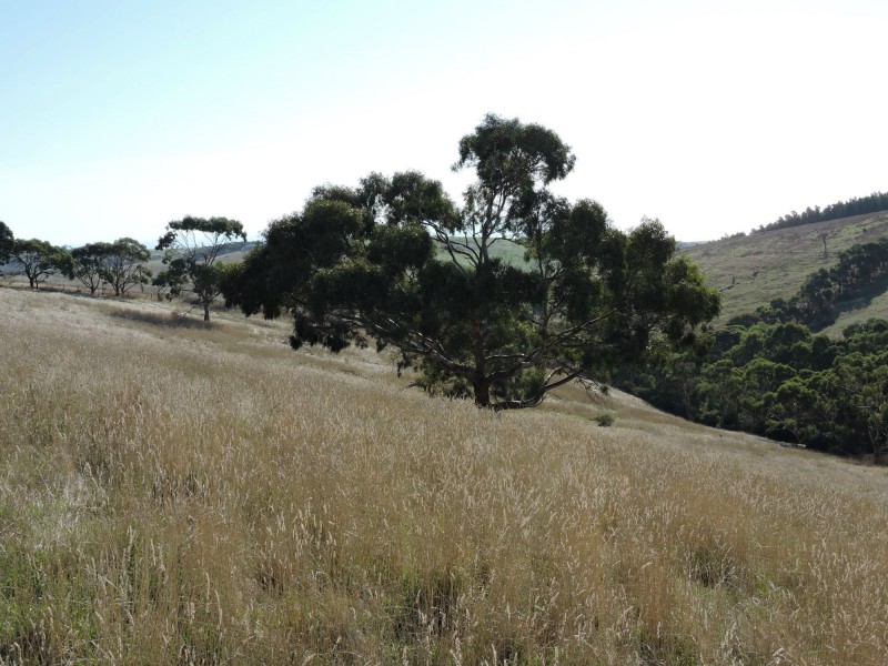 Lot 23 Forktree Road, Wattle Flat SA 5203
