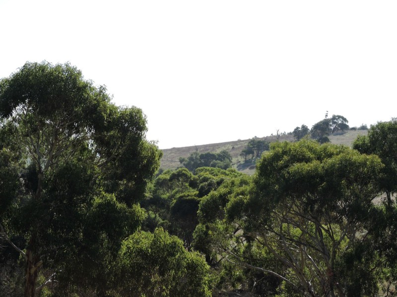 Lot 23 Forktree Road, Wattle Flat SA 5203
