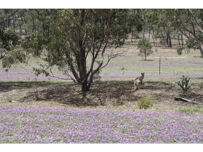 45 Cactus Ridge Road, Cunningham QLD 4370