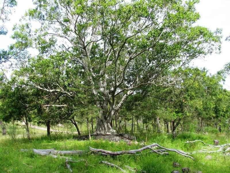 Warwick QLD 4370