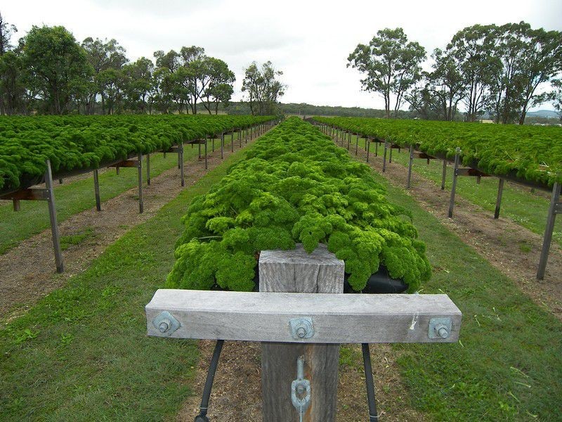 586 Texas Road, Stanthorpe QLD 4380