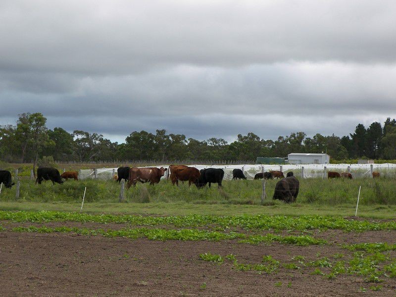 586 Texas Road, Stanthorpe QLD 4380