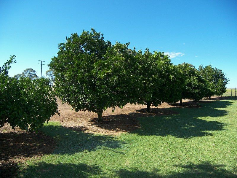 264 Massie-Bony Mountain Road, Warwick QLD 4370