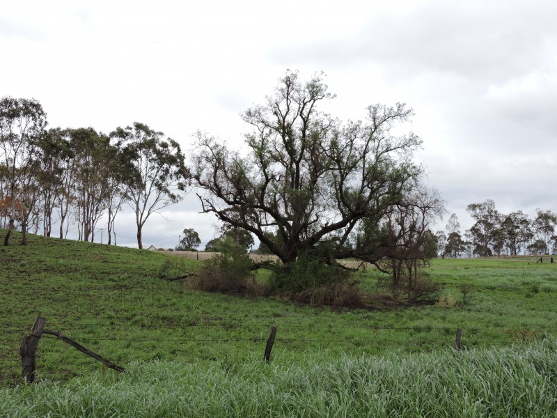 Lot 305-307 Inverramsay Road, Goomburra QLD 4362