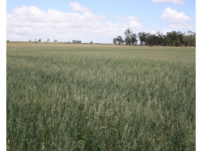 40 Ipomea St, Emu Vale QLD 4371