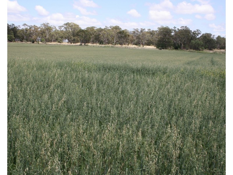 40 Ipomea St, Emu Vale QLD 4371