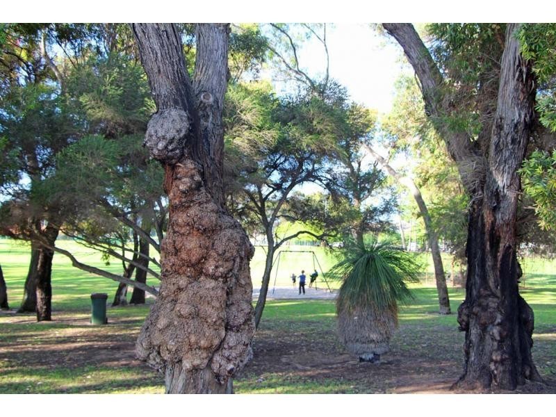 11 Williamson Road, Kardinya WA 6163