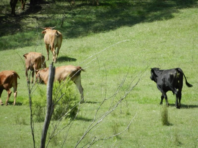 85 Pioneers Rest Road, Pioneers Rest, Maryborough QLD 4650