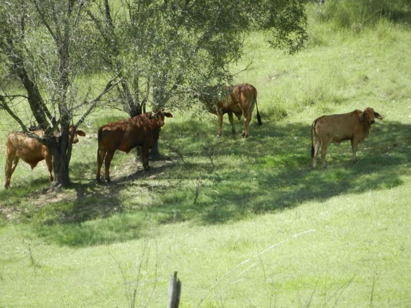 85 Pioneers Rest Road, Pioneers Rest, Maryborough QLD 4650
