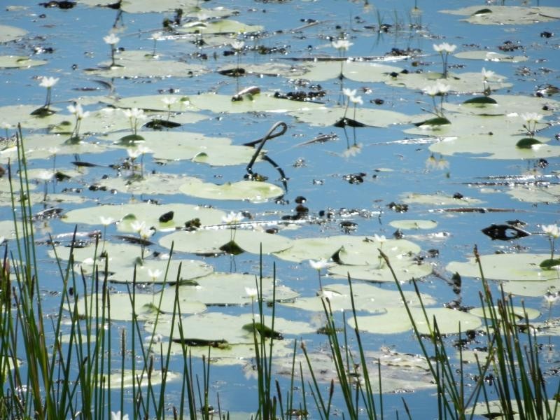 85 Pioneers Rest Road, Pioneers Rest, Maryborough QLD 4650