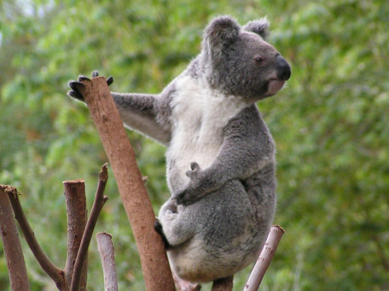 11 Ladds Ridge Road, Burleigh Heads QLD 4220