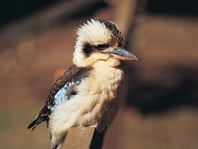 11 Ladds Ridge Road, Burleigh Heads QLD 4220