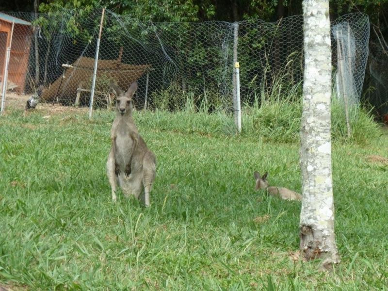 Lot 302 Wongaree Way, Currumbin Valley QLD 4223