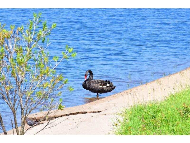 12 Honeyeater Drive, Burleigh Waters QLD 4220