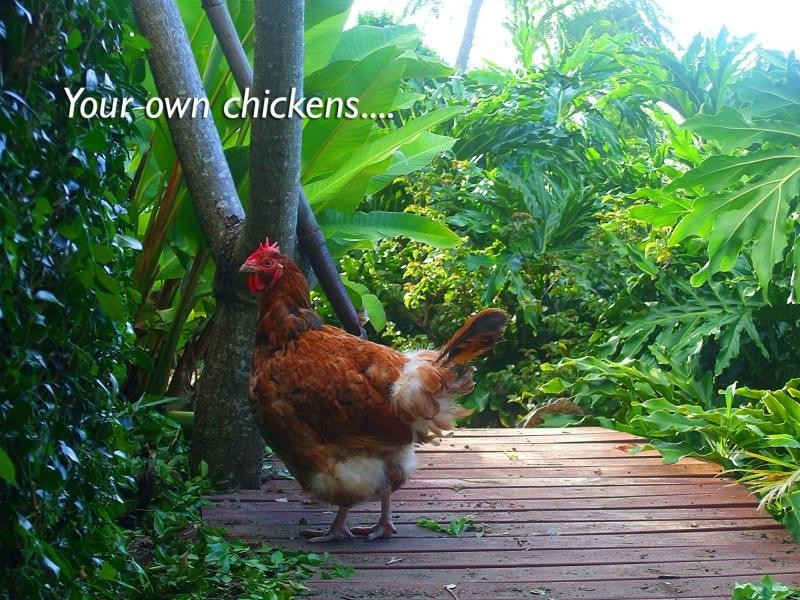 111 Skyline Terrace, Burleigh Heads QLD 4220