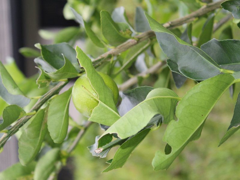 21 Dunkalli Crescent, Wongaling Beach QLD 4852