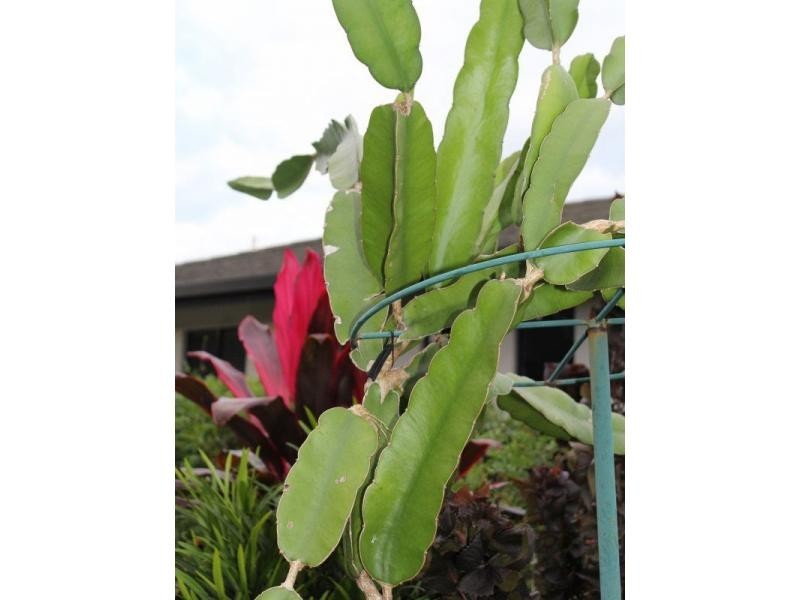 21 Dunkalli Crescent, Wongaling Beach QLD 4852