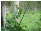 1 Bunting Street, Wongaling Beach QLD 4852