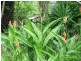 1 Bunting Street, Wongaling Beach QLD 4852