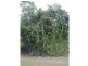 L2 Seres Road, Mena Creek QLD 4871