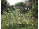 Lot 11 Mullins Road, Jarra Creek QLD 4854