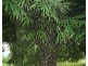 Lot 11 Mullins Road, Jarra Creek QLD 4854