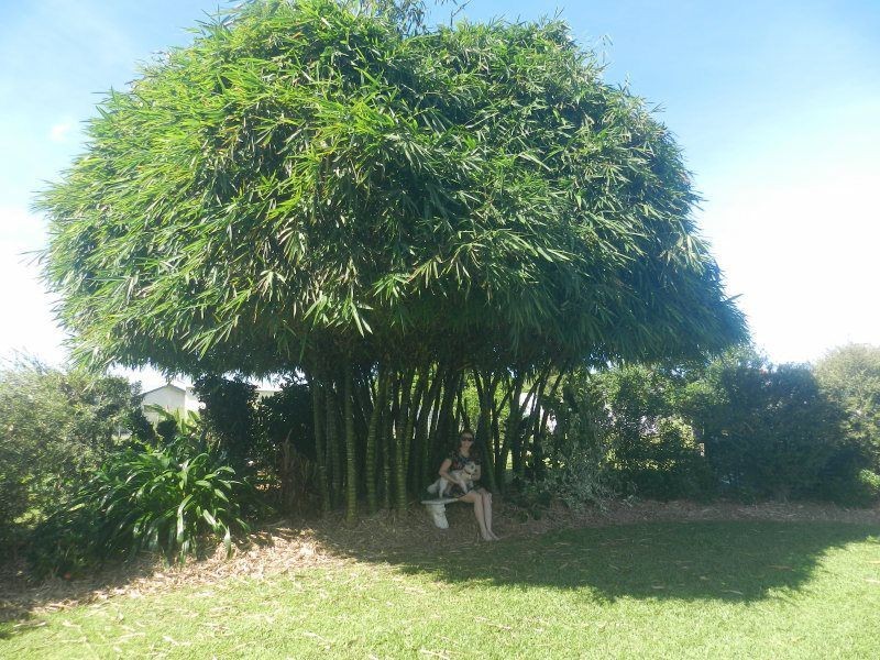 23 Ryrie Street, El Arish QLD 4855