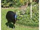 59 Mission Drive, South Mission Beach QLD 4852