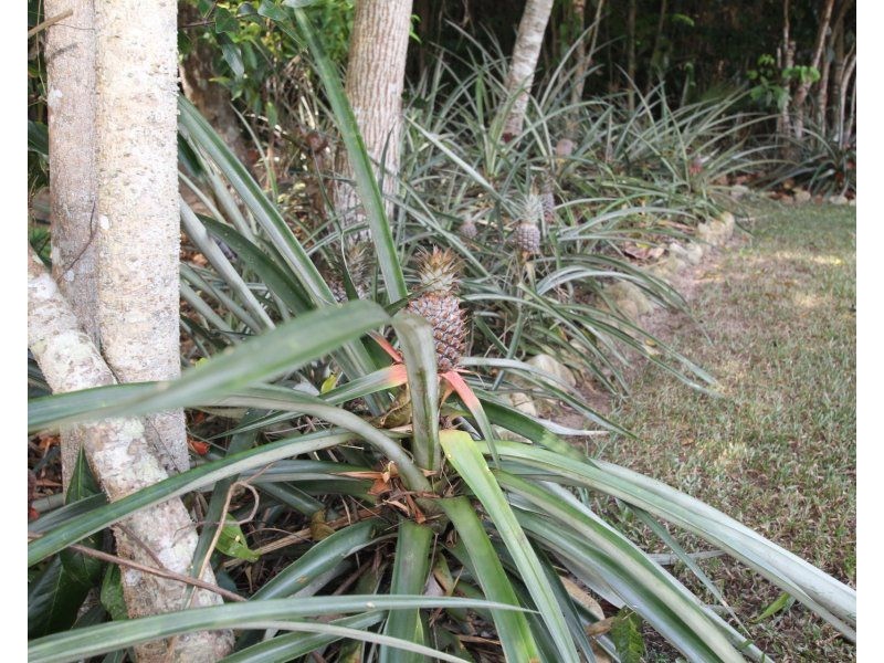 3 Sanctuary Crescent, Wongaling Beach QLD 4852