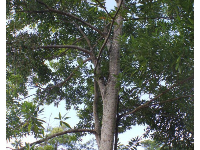 Proposed Lot 11 Boyett Road, Mission Beach QLD 4852