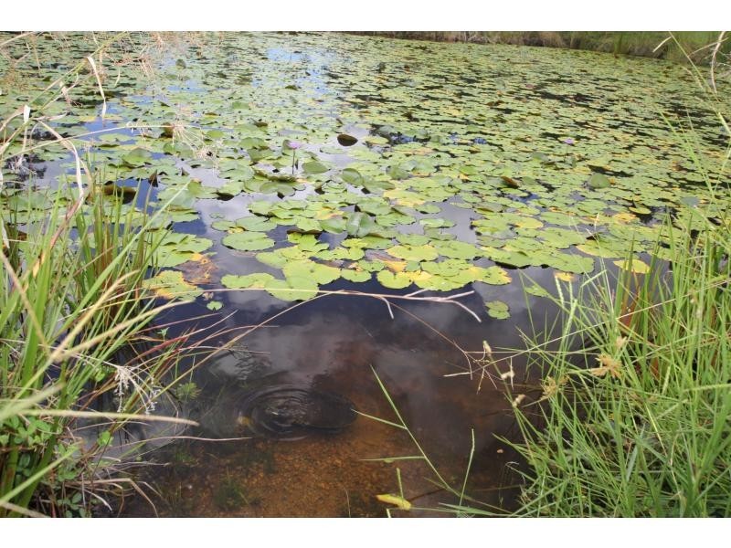 742 East Feluga Road, East Feluga QLD 4854