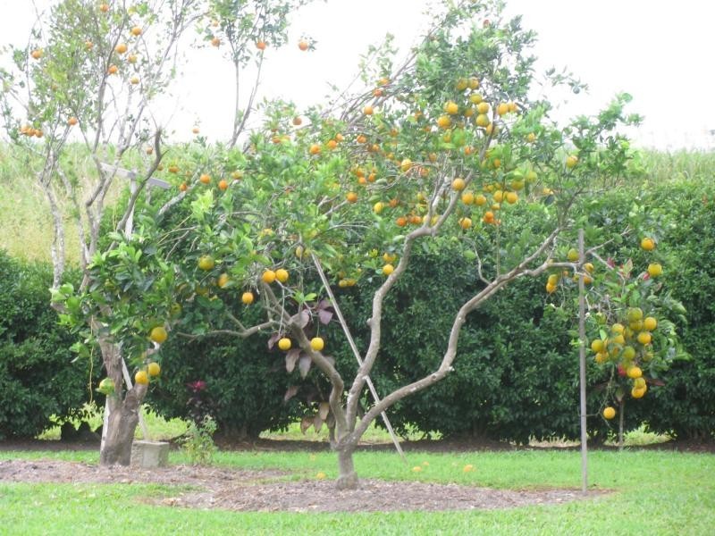 91 Victoria Street, Silkwood QLD 4856