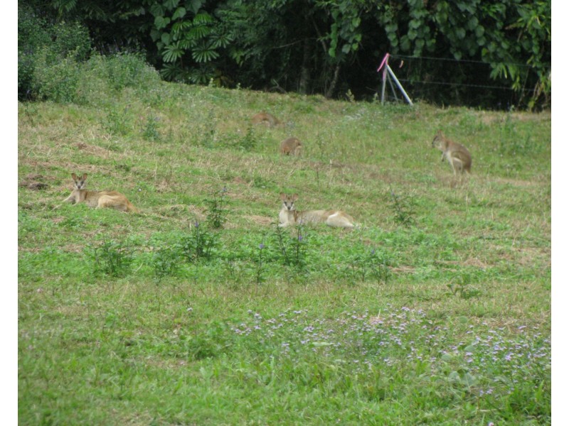 33 Jackey Jackey Street, South Mission Beach QLD 4852