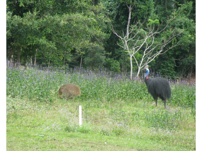 33 Jackey Jackey Street, South Mission Beach QLD 4852
