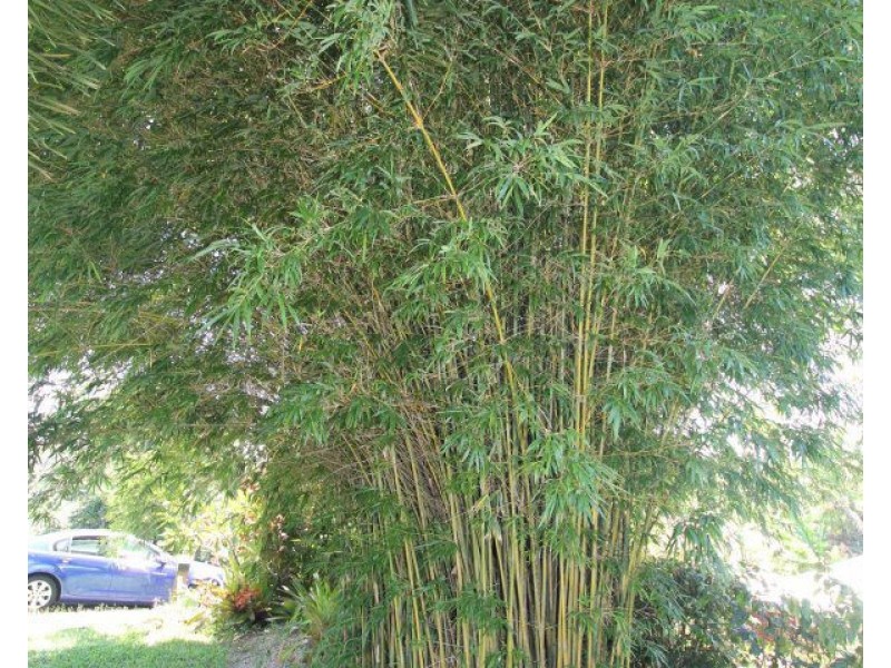 37 Pacific View Drive, Wongaling Beach QLD 4852