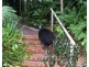 14 Plantation Drive, Bingil Bay QLD 4852