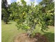 21 Merryburn Drive, Merryburn QLD 4854