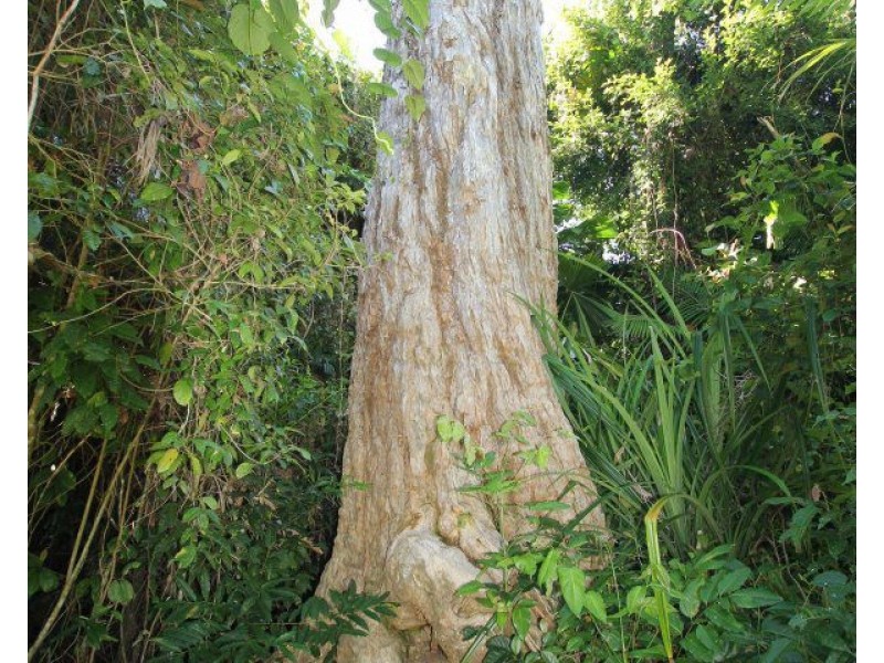Lot 2 Pacific View Drive, Wongaling Beach QLD 4852