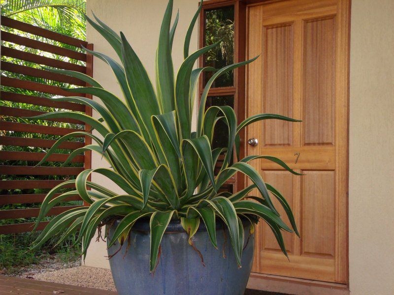 7/10 Cassowary Drive, Wongaling Beach QLD 4852