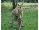 Proposed Lot 2 Kurrajong Close, Wongaling Beach QLD 4852