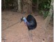 Proposed Lot 2 Kurrajong Close, Wongaling Beach QLD 4852