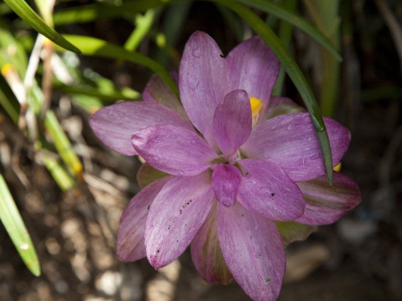 8/23 The Boulevard, South Mission Beach QLD 4852