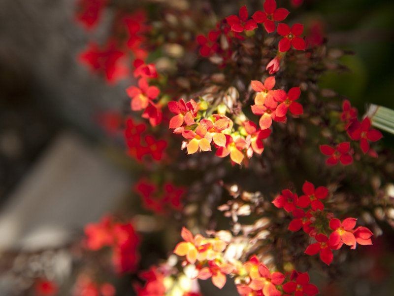 8/23 The Boulevard, South Mission Beach QLD 4852