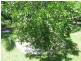 5 Kurrajong Close, Wongaling Beach QLD 4852