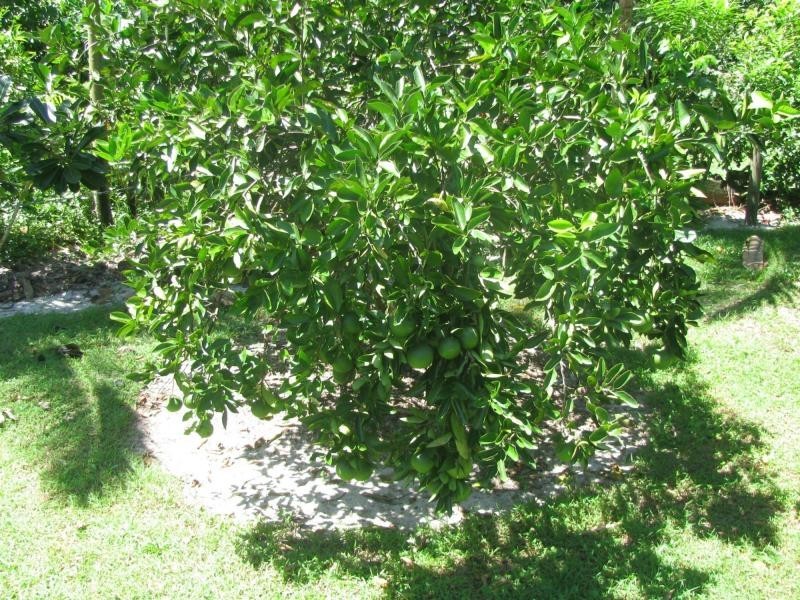 5 Kurrajong Close, Wongaling Beach QLD 4852